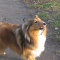 Sheltie - spotkanko jesienne nad dolinką służewiecką