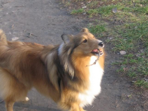 Sheltie - spotkanko jesienne nad dolinką służewiecką