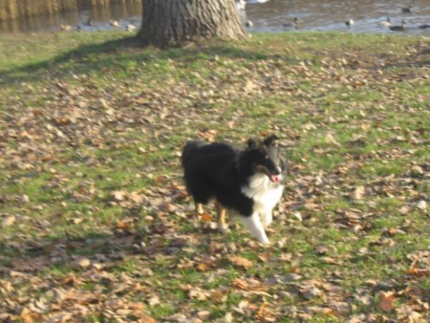 Sheltie - spotkanko jesienne nad dolinką służewiecką