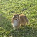 Sheltie - spotkanko jesienne nad dolinką służewiecką