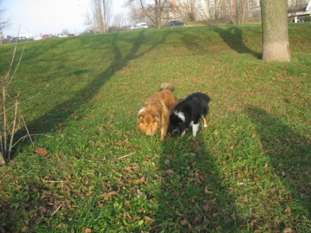 Sheltie - spotkanko jesienne nad dolinką służewiecką