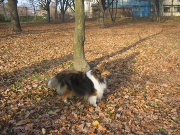 Sheltie - spotkanko jesienne nad dolinką służewiecką