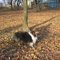 Sheltie - spotkanko jesienne nad dolinką służewiecką