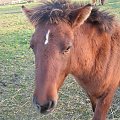 konie-hucuły #konie #hucuły #małopolaki #janosik #elza #modelka #lubczyk #jagienka #tofik #poter #trzcinka #zwinka