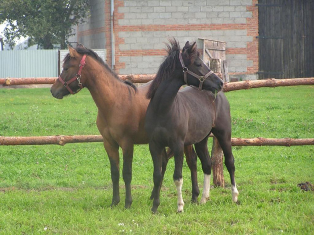 hucuły i małopolaki #konie #hucuły #małopolaki #janosik #elza #modelka #lubczyk #jagienka #tofik #poter #trzcinka #zwinka
