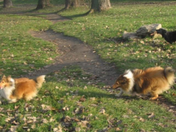 Sheltie - spotkanko jesienne nad dolinką służewiecką