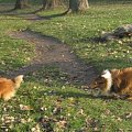 Sheltie - spotkanko jesienne nad dolinką służewiecką