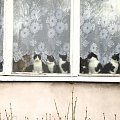 #koty #okna #WidokiKotki