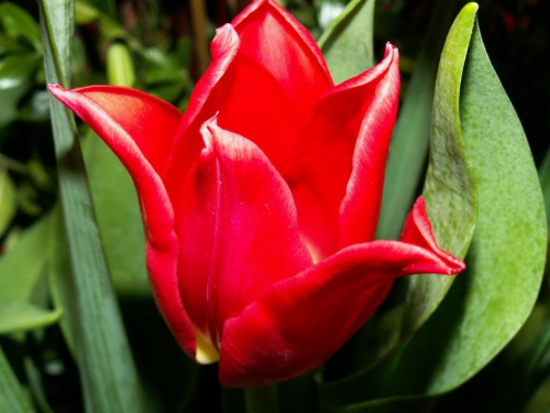 #kwiat #tulipan