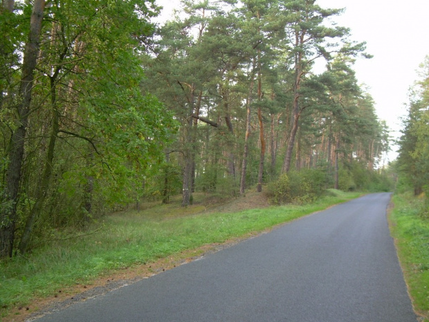 środek lasu i asfalt... nie u mnie... 20 km dalej