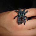 Avicularia versicolor