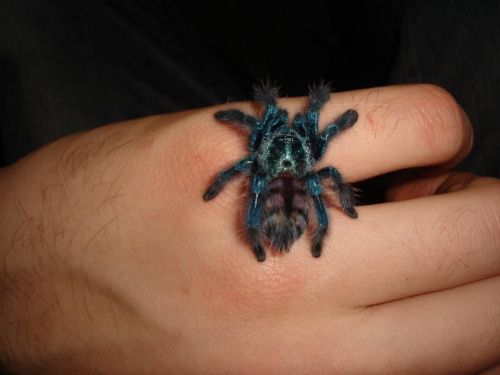 Avicularia versicolor