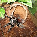 Brachypelma vagans