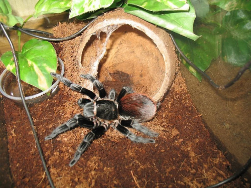 Brachypelma vagans