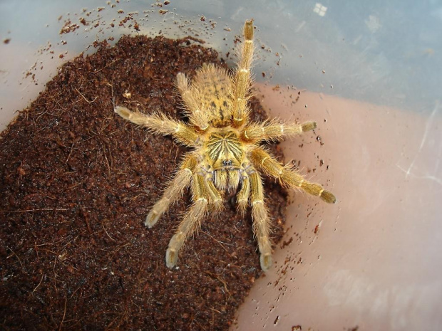 P. murinus