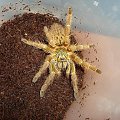 P. murinus