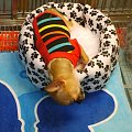 Taipei/ Death dog ?? :D