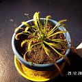 Drosera capensis