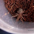 Brachypelma smithi L4/5