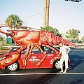 Lobster beatle. #ciekawe #samochody