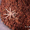 Brachypelma smithi L4/5