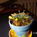 Drosera capensis