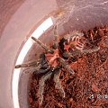 Cyclosternum fasciatum L7