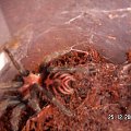 Cyclosternum fasciatum L7