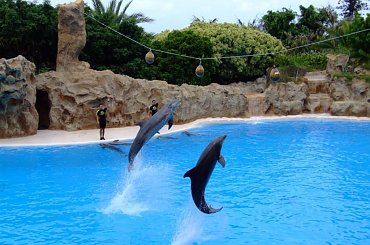 Loro Parque - pokaz z delfinami #Teneryfa