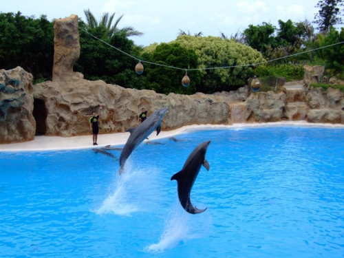 Loro Parque - pokaz z delfinami #Teneryfa