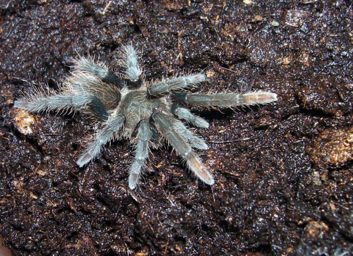 H. gigas