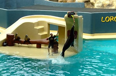 Loro Parque - Pokaz z fokami #Teneryfa