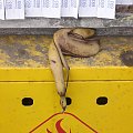 Zwykły banan