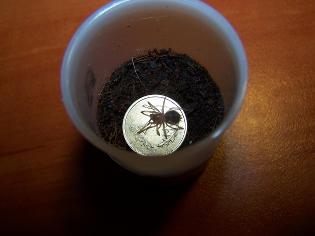 Brachypelma smithi L2 (1)