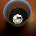 Brachypelma smithi L2 (1)