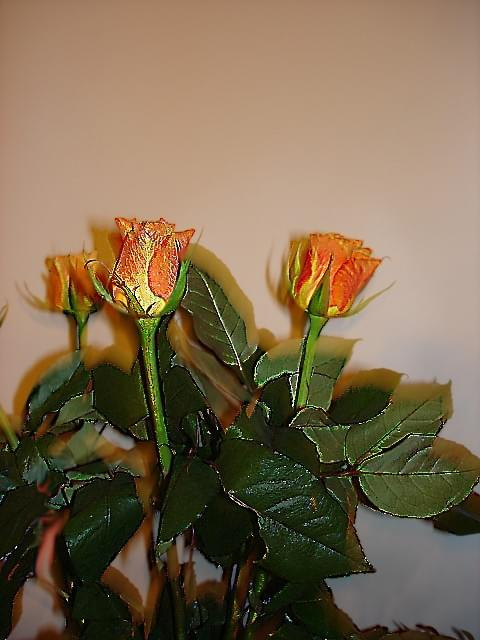 Róże dla Ewy.
