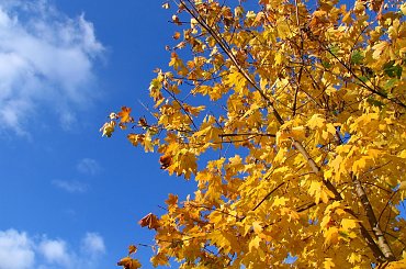 Zdjęcia wykonano w Warszawie ,na Osiedlu Służew Nad Dolinką.
Aparat Canon PowerShot 31IS #BarwyJesieni