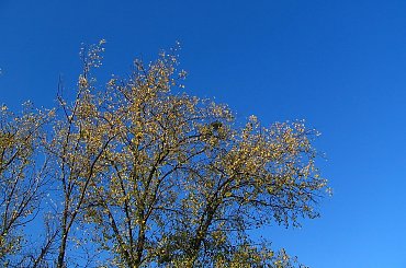 Zdjęcia wykonano w Warszawie ,na Osiedlu Służew Nad Dolinką.
Aparat Canon PowerShot 31IS #BarwyJesieni