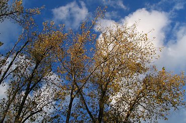 Zdjęcia wykonano w Warszawie ,na Osiedlu Służew Nad Dolinką.
Aparat Canon PowerShot 31IS #BarwyJesieni