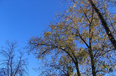 Zdjęcia wykonano w Warszawie ,na Osiedlu Służew Nad Dolinką.
Aparat Canon PowerShot 31IS #BarwyJesieni