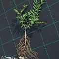 Ulmus pumila sadzonka realfotoIX-2006