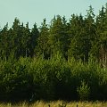 młodnik sosnowy i las świerkowy