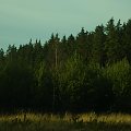 młodnik sosnowy i las świerkowy
