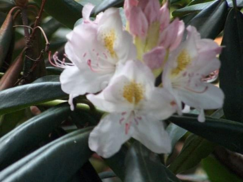 Arboretum Kórnik 2005