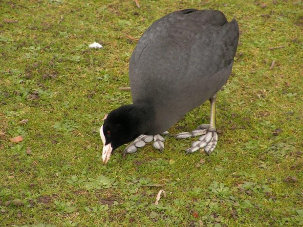 Regent's Park