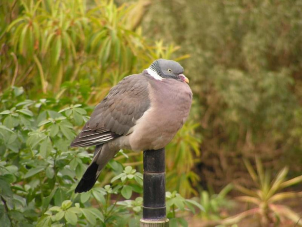 Regent's Park