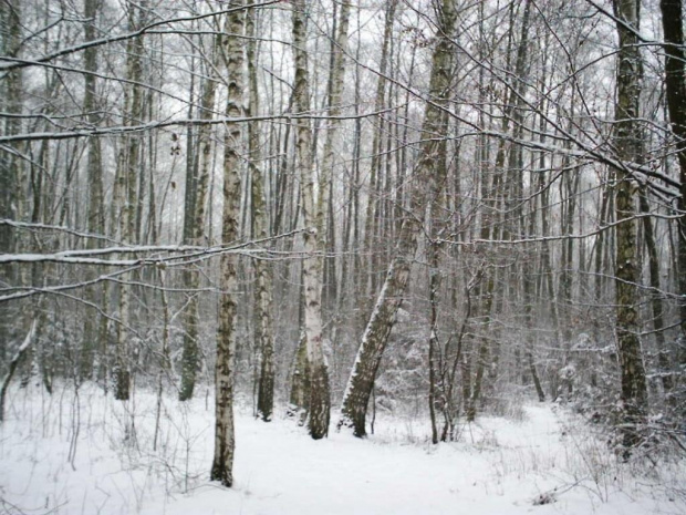 Niebieskie Źródła sceneria zimowa #tomaszów
