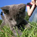 Niebieski kotek znaleziony w Irlandii, sierpien 2005