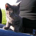 Niebieski kotek znaleziony w Irlandii, sierpien 2005