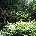 WOLFSCHANZE